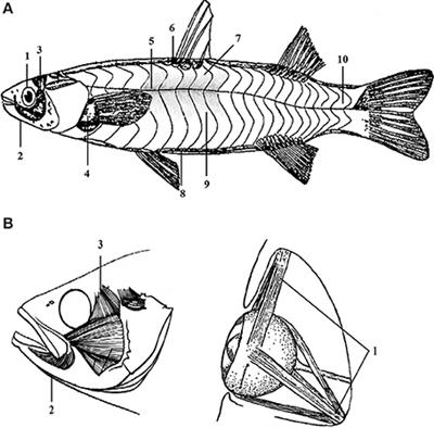 Diet Affects Muscle Quality and Growth Traits of Grass Carp (Ctenopharyngodon idellus): A Comparison Between Grass and Artificial Feed